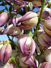 hesperoyucca whipplei